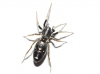Micaria cf. guttigera