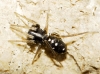 Micaria cf. guttigera
