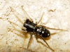 Micaria cf. guttigera