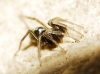 Micaria cf. guttigera