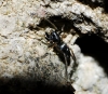 Micaria sp.