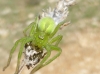 Micrommata cf. ligurina