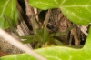 Micrommata ligurina