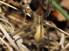 Micrommata ligurina