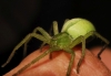 Micrommata ligurina
