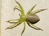 Micrommata ligurina