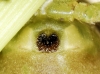 Micrommata ligurina