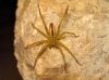 Micrommata sp.