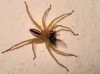 Micrommata sp.