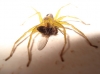 Micrommata sp.