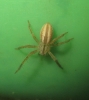 Micrommata sp.
