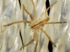 Micrommata sp.