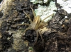Micrommata sp.
