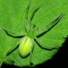 Micrommata virescens