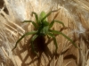 Micrommata cf. ligurina