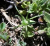 Micrommata sp.