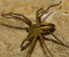 Micrommata sp.