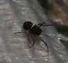 Mysmenidae