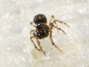 Mysmenidae