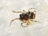 Mysmenidae