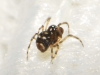 Mysmenidae