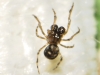 Mysmenidae