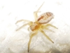 Nigma sp.