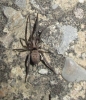 Nomisia sp.