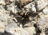 Nomisia sp.