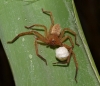 Olios argelasius