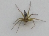 Oxyopes ?