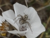 Oxyopes heterophthalmus