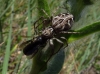 Oxyopes heterophthalmus