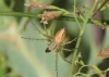 Oxyopes sp.