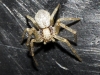 Philodromidae