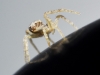 Philodromidae