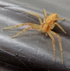 Philodromus cf. rufus