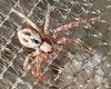 Philodromus fuscolimbatus