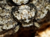 Philodromus margaritatus 3 de 3
