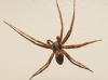 Philodromus sp.