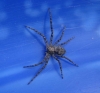 Philodromus sp.