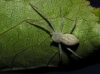 Philodromus sp.