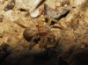 Philodromus sp.