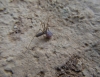 Pholcus cf. opilionides