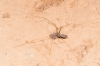 Pholcus opilionoides
