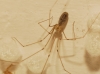 Pholcus phalangioides