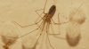 Pholcus phalangioides