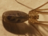 Pholcus phalangioides