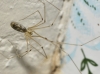 Pholcus phalangioides