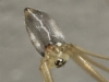 Pholcus phalangioides
